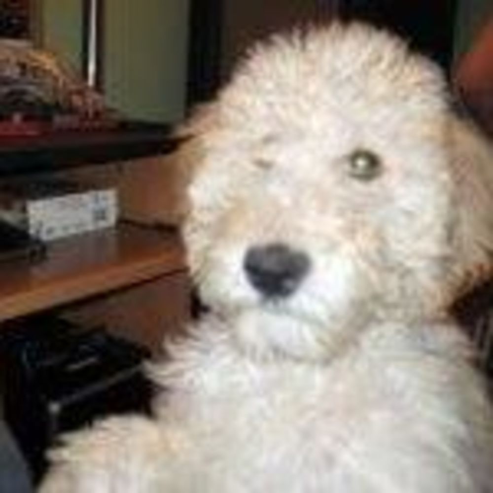 Meet your Posher, Susan